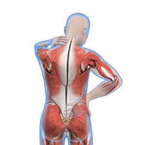 Sartorius strain - muscle pain! - Heale's Clinics